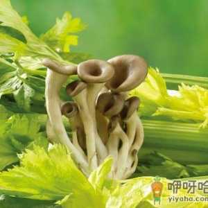 如何挑选芹菜？吃芹菜的食用禁忌