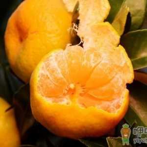 柑橘的营养及药用价值 挑选甜甜柑橘的方法