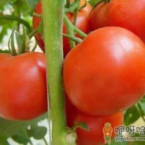西红柿的营养价值-西红柿的功效与作用