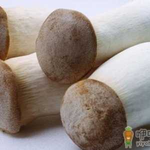 鸡腿菇有什么营养价值？