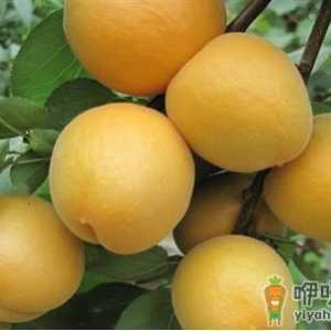 杏子的功效