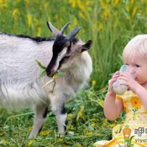 羊奶的营养价值 滋阴养胃补益肾脏