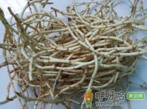 鱼腥草的功效与作用-鱼腥草怎么吃