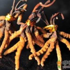 盲目吃冬虫夏草小心适得其反