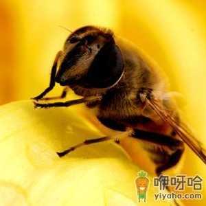 蜂王浆有副作用吗？蜂王浆的副作用