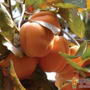 哪些人不能吃柿子？为什么柿子皮不能吃