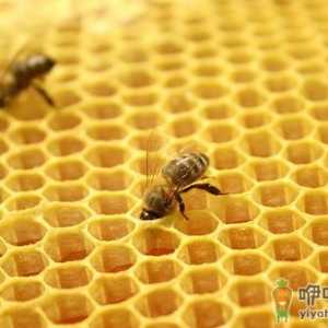 蜂胶有什么功效？女人怎么吃蜂胶美容