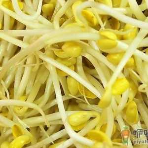 吃黄豆芽清热明目 盘点黄豆芽的功效与作用