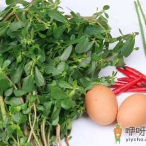 马齿苋的功效与作用-马齿苋的药用价值