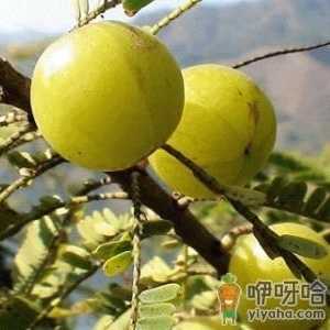 油甘子(牛甘果)的营养价值、功效与作用