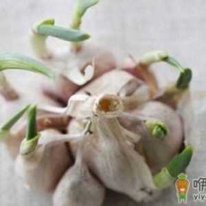 大蒜发芽了还有用吗？发芽大蒜的独特功效