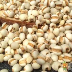 薏仁米的8大功效 虚寒体质及孕妇勿多食