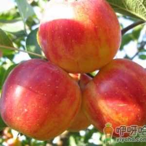 沙果的营养价值-沙果的功效与作用