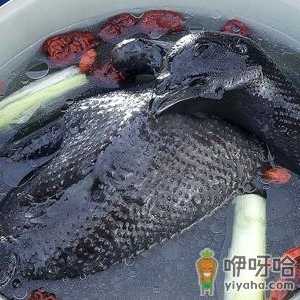 乌鸡怎么吃最有营养？乌鸡的功效与作用