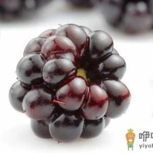 桑葚有什么功效？盘点桑葚的营养与功效