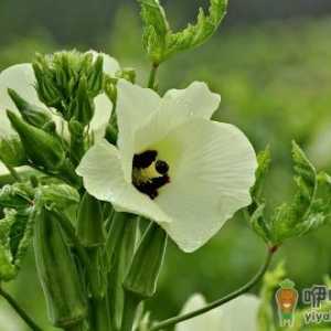 秋葵有什么营养？秋葵的功效