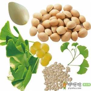 银杏果的功效与作用-银杏果的药用价值