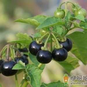 龙葵的营养价值-龙葵的功效与作用