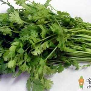香菜有什么功效？香菜怎么保存？