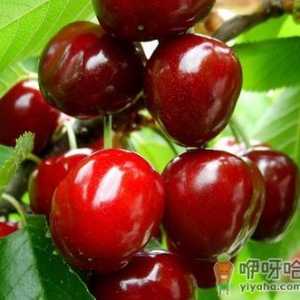 吃樱桃有什么好处？樱桃的营养价值、功效与作用