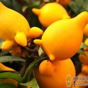 黄金果的营养价值-黄金果的功效与作用
