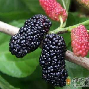 桑果的作用与功效-吃桑果的好处