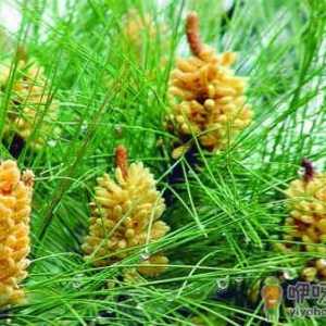 哪种人不能吃松花粉