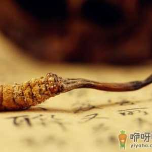 冬虫夏草补肾壮阳但体质偏热者不宜食用