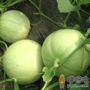 如何挑选香瓜？吃香瓜的食用禁忌