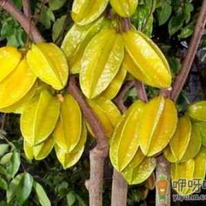 杨桃的吃法-杨桃的功效与作用