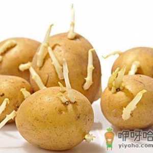 土豆长芽能吃吗？吃土豆的食用禁忌