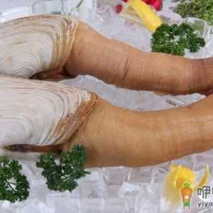 象拔蚌热销中国 象拔蚌的营养价值