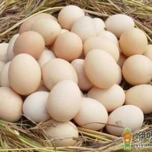 挑选优质鸡蛋 8个小妙招必知