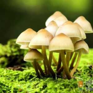 蘑菇的功效 蘑菇的做法