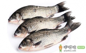 鱼的大小决定口感 八分大最适合烹饪