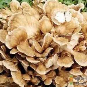 栗蘑的做法-栗蘑的功效与作用
