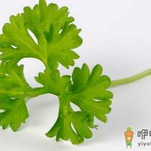 欧芹的简介 欧芹怎么做？