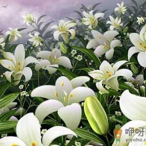百合能宁心安神-百合银花粥的做法