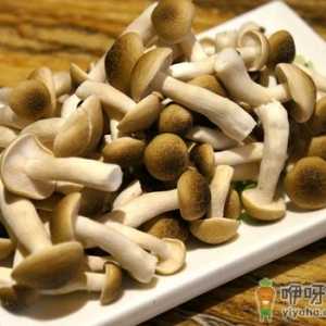 珍珠菇的做法-珍珠菇的功效与作用