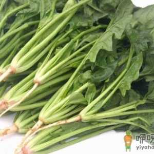 如何挑选新鲜菠菜？新鲜菠菜的挑选方法