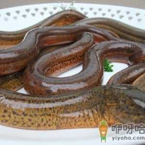 怎样清洗黄鳝？黄鳝怎么清洗才没腥味
