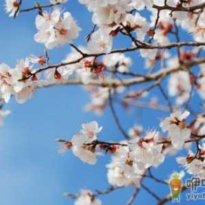 春天养肝护肝最好的季节 要想养肝避免这种伤肝行为