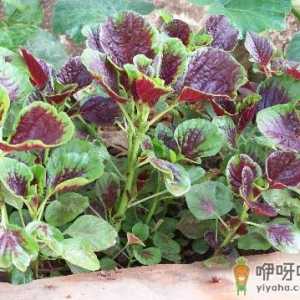 苋菜的营养价值-苋菜的做法