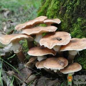 榛蘑的功效与作用-榛蘑的做法