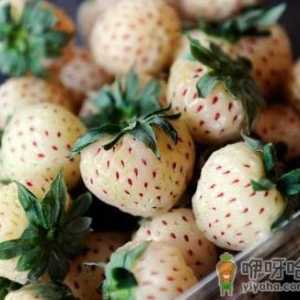 菠萝莓多少钱一斤？菠萝莓如何选购