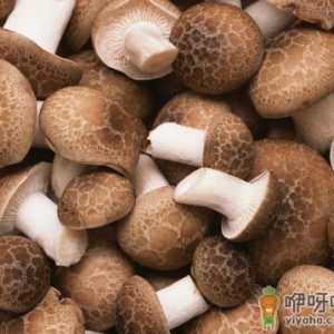 如何挑选新鲜的香菇？香菇的选购技巧