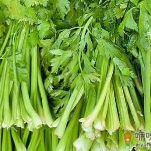 患冠心病吃哪些蔬菜好？