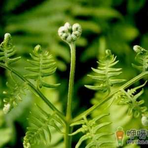 蕨菜的营养价值-蕨菜的做法