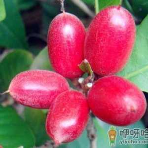 神秘果怎么吃？神秘果的做法