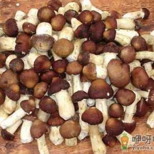 大球盖菇的营养价值-大球盖菇的做法